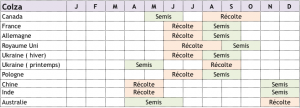 calendrier-cultures-colza