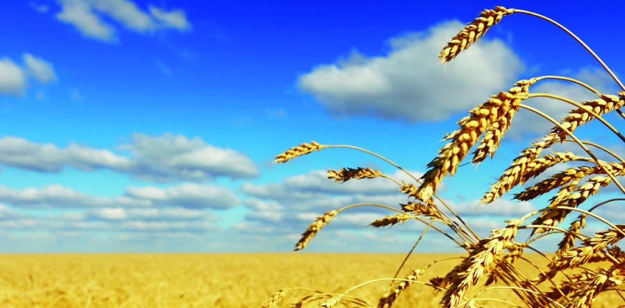Conseiller en achat de matières premières