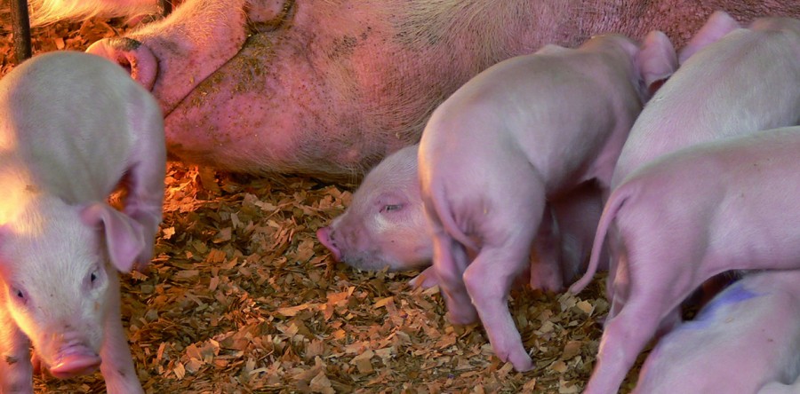 VALOGRAIN conseiller des éleveurs de porcs