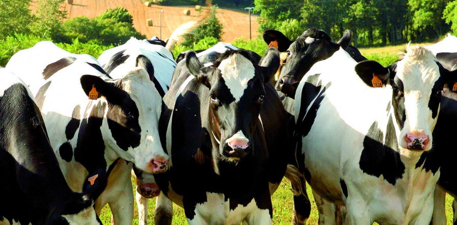 VALOGRAIN conseiller des éleveurs laitiers