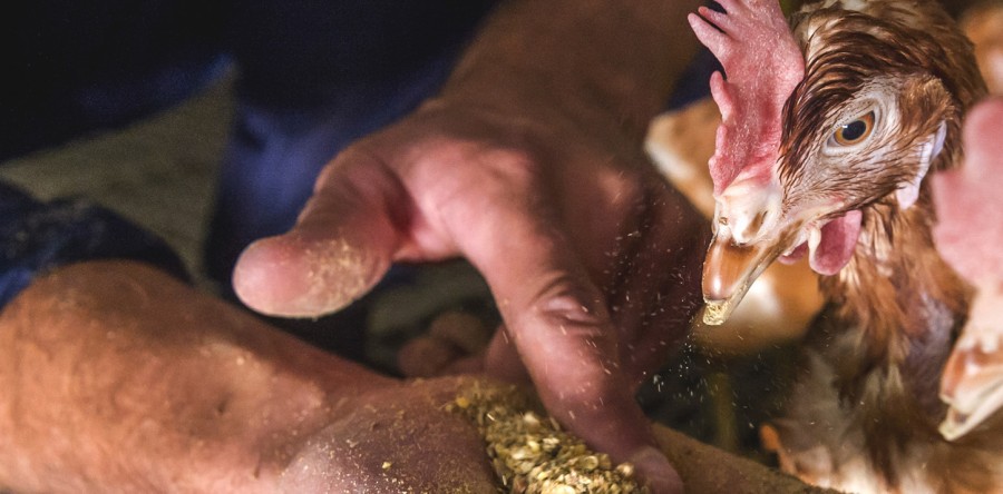 Conseiller des éleveurs de pondeuses